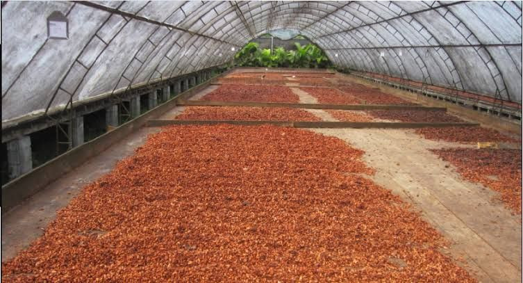 Cocoa Beans