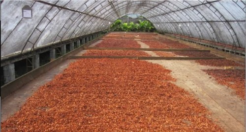 Cocoa Beans