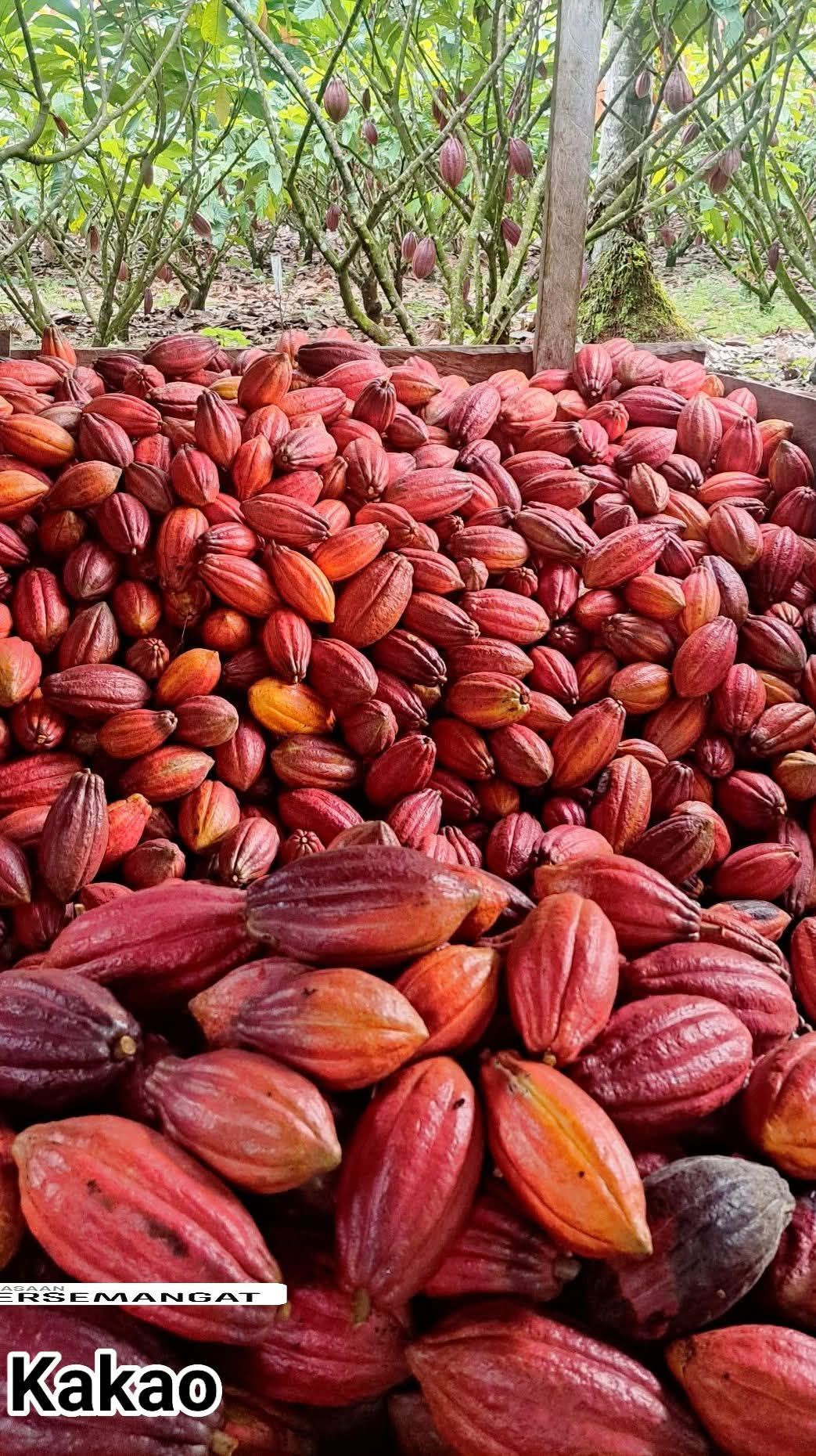 Cocoa Alpha