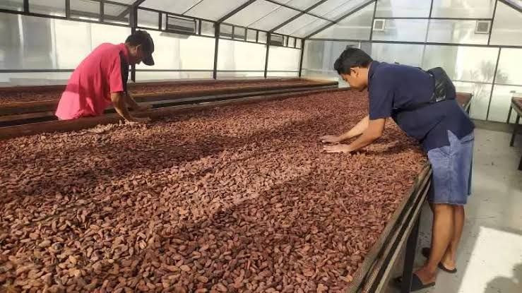 Cocoa Alpha