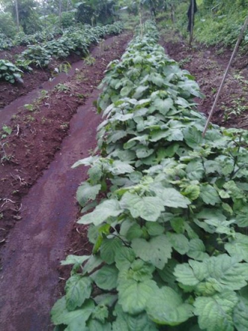 Patchouli Natoila