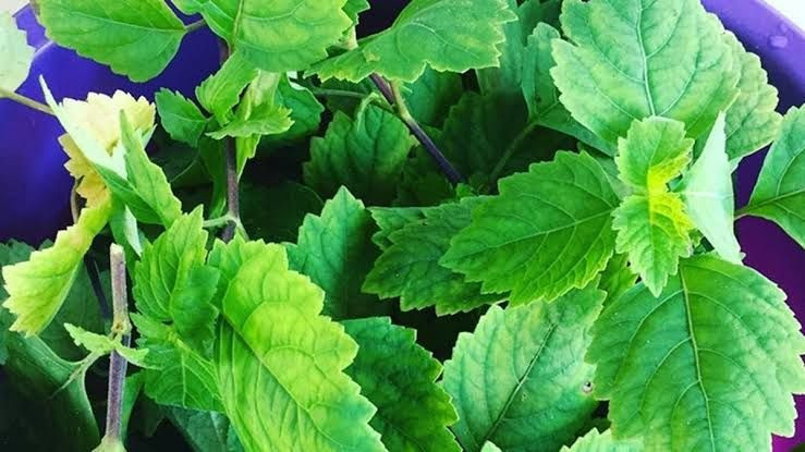 Patchouli Natoila