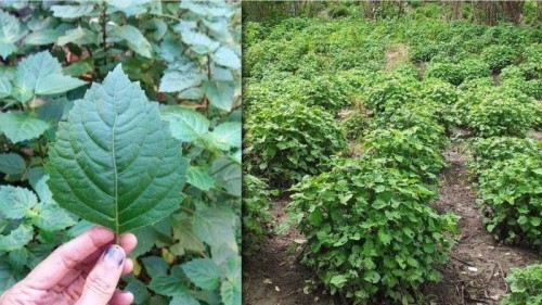 Patchouli Natoila